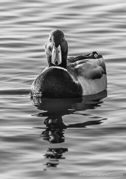 Ducks_Daryll Morgan Photography-8.jpg