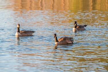 Ducks_Daryll Morgan Photography-9.jpg