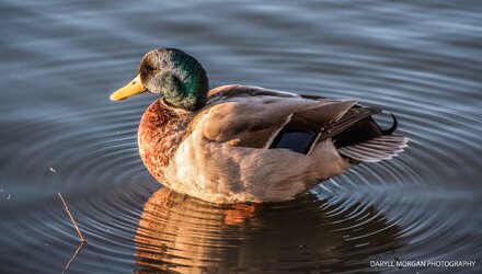 Ducks_Daryll Morgan Photography-10.jpg