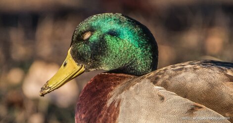 Ducks_Daryll Morgan Photography-11.jpg