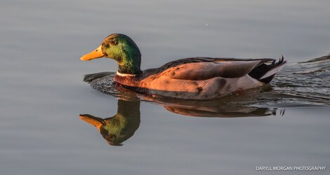 Ducks_Daryll Morgan Photography-13.jpg