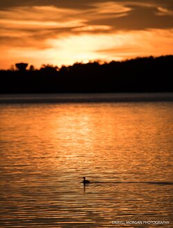 Ducks_Daryll Morgan Photography-14.jpg