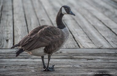 Ducks_Daryll Morgan Photography-17.jpg