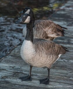 Ducks_Daryll Morgan Photography-18.jpg