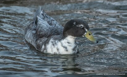 Ducks_Daryll Morgan Photography-19.jpg