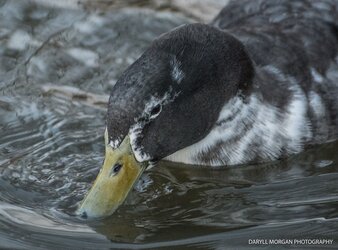 Ducks_Daryll Morgan Photography-20.jpg