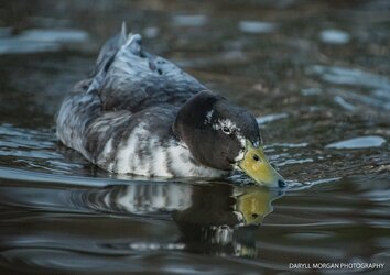 Ducks_Daryll Morgan Photography-23.jpg