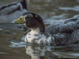 Ducks_Daryll Morgan Photography-24.jpg