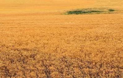 wheat 2017.jpg siigg.webp