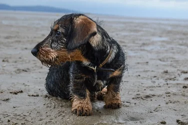 Family Dog corrected a bit.webp