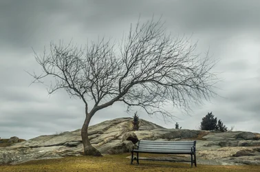 Bench under Tree  Forum 1.webp