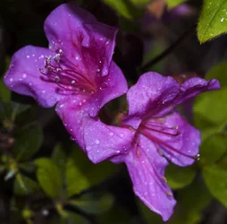 $flowers_with_dew_in_color_by_samspade1941-d592zmf.webp
