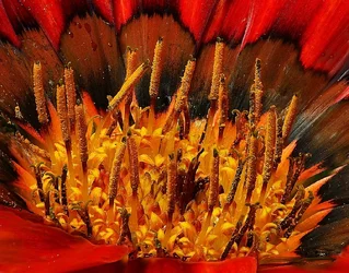 $Orange-Gazania-Heart.webp