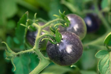 $tomato.webp