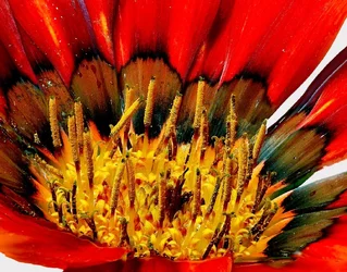 $Orange-Gazania-Heart-2.webp