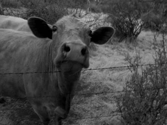 $calf.webp