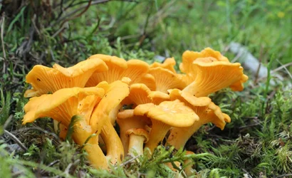 $Chanterelles.webp