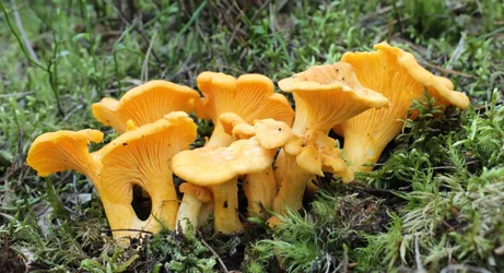 $Chanterelles   .webp