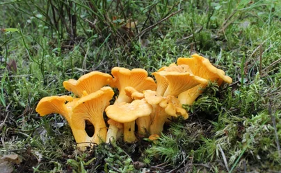 $Chanterelles  .webp