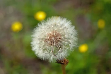 $flower.webp