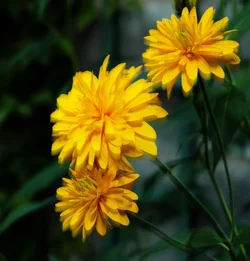 $Floral Fireworks_8320.webp
