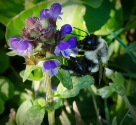 $bee-mint-2.1.webp