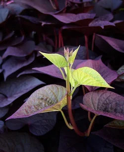 $sweet_potato.webp $sweet_potato.webp