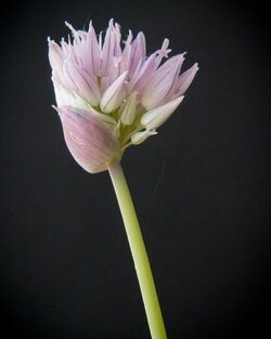 $2012_08_01_chives.jpg