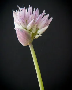 $2012_08_01_chives.webp