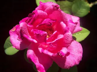 $100_2761.webp