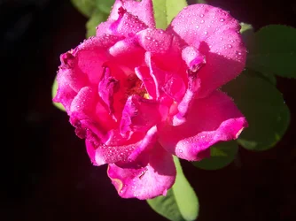 $100_2762.webp