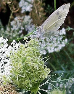 $butterfly.webp
