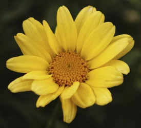 $flower028.webp