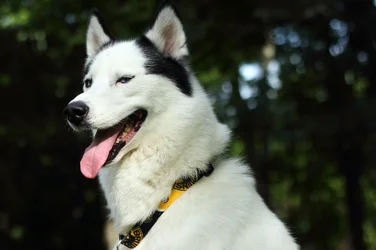$Dog2.webp