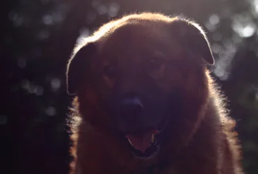 $Dog4.webp