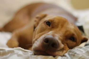 $Dogs 50mm 013.webp