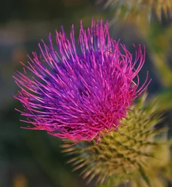 $Thistle 9th Ave 1 a.webp