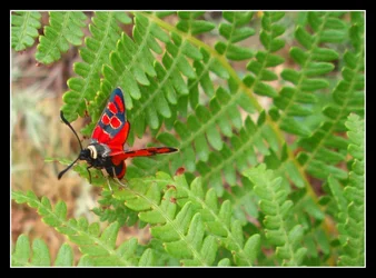 $Red Fly.webp