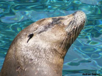 $Sea Lion - Sea World.webp