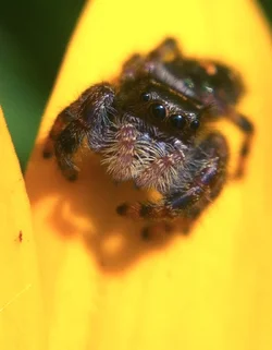 $little spider.webp