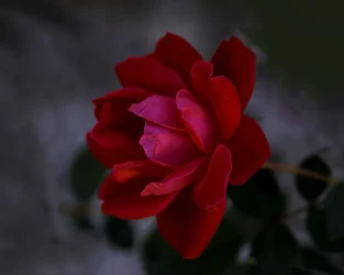 32854566980_665f03254b_b.webp