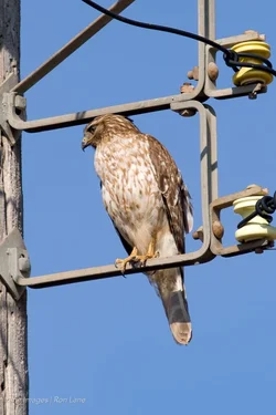 Redtail_hawk-5.webp