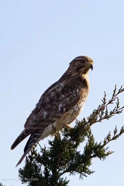 Redtail_hawk-22.webp