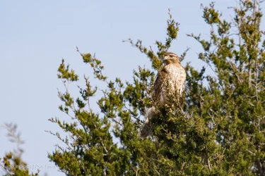 Redtail_hawk-27.webp