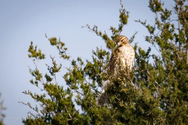 Redtail_hawk-29.webp