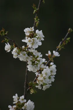 IMG_1554.webp