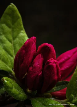 Flowers April 10 2017_Daryll Morgan Photography-1.webp