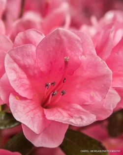 Flowers April 10 2017_Daryll Morgan Photography-2.webp
