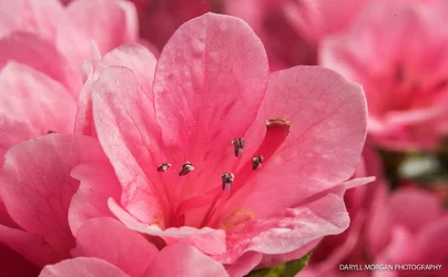 Flowers April 10 2017_Daryll Morgan Photography-3.webp