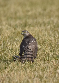 DSC_2582.webp